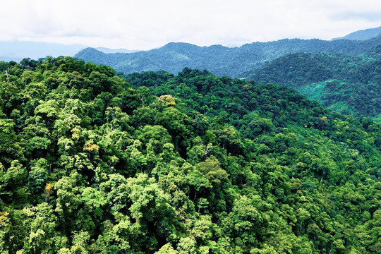 Quảng Nam cần tháo gỡ nhiều vướng mắc trong bán tín chỉ carbon rừng