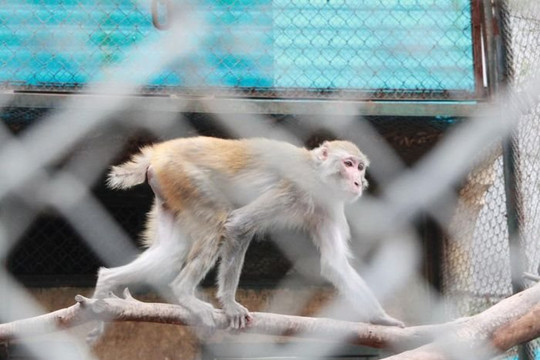 Hà Nội chỉ đạo việc đảm bảo chống rét cho động vật ở Vườn thú Hà Nội