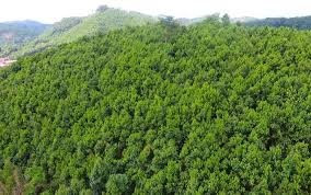 Nâng cao chất lượng rừng nhằm bảo tồn hệ sinh thái rừng và phòng, chống thiên tai