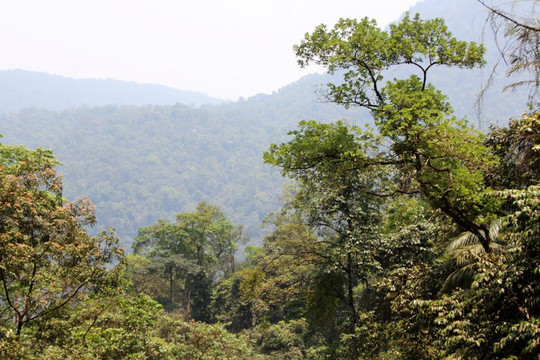 Tín chỉ carbon - hướng mới trong phát triển kinh tế rừng ở Bắc Giang