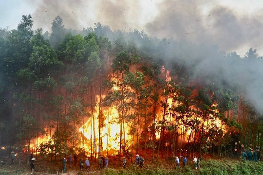 Bắc Giang: Cảnh báo nguy cơ xảy ra cháy rừng ở tất cả các địa phương