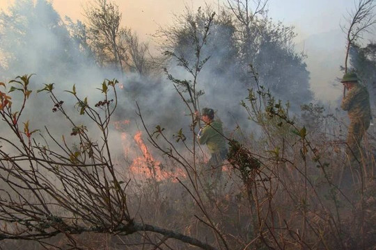 Bộ NN&PTNT đề nghị khẩn trương khống chế, dập tắt cháy rừng ở Sa Pa