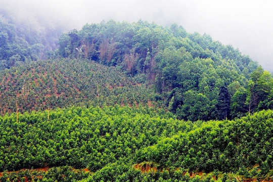 Hơn nửa triệu ha rừng tại Nghệ An được hưởng dịch vụ môi trường rừng