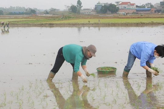 Hà Nội: Gần 90% diện tích có nước gieo cấy vụ Đông Xuân