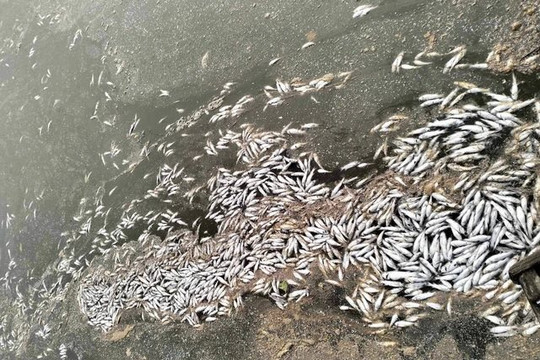 Đã xác định được nguyên nhân khiến cá chết nổi trên sông ở Quảng Trị