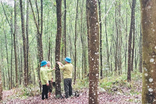 Phấn đấu đến năm 2030 đạt 1 triệu ha rừng trồng sản xuất gỗ lớn