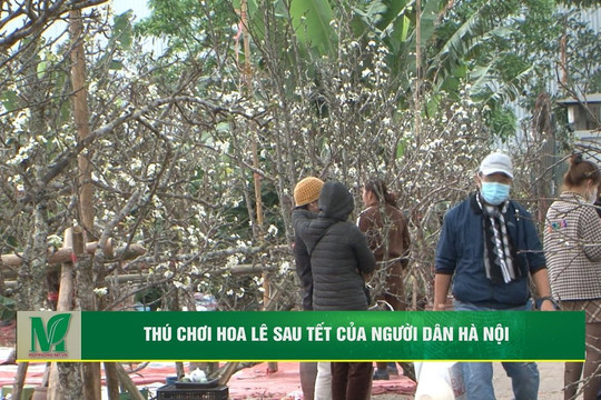 [VIDEO] Thú chơi hoa lê sau Tết của người dân Hà Nội