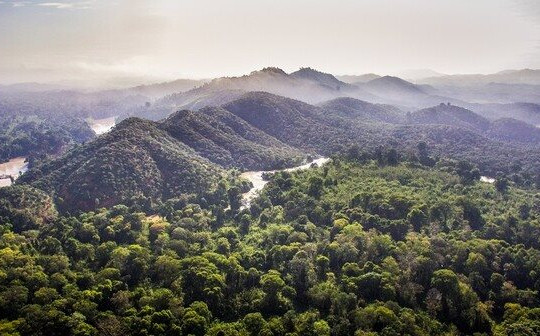 Hà Nội có tỷ lệ che phủ rừng đạt gần 5,6%