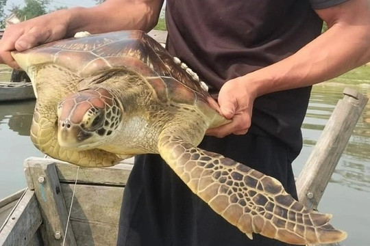 Thừa Thiên - Huế: Thả rùa biển nặng 10kg lạc vào đầm phá Tam Giang về môi trường tự nhiên