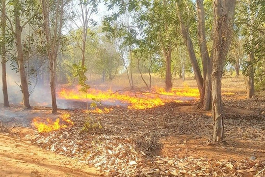Bình Thuận báo động cháy rừng ở mức nguy hiểm