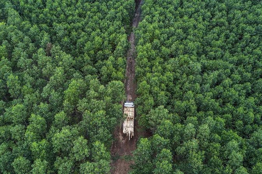 Việt Nam được một tổ chức trả 10 USD/tín chỉ carbon rừng