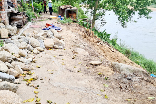 Quảng Nam: Báo động sạt lở bờ sông ở huyện Đại Lộc