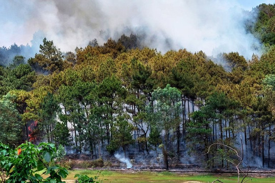 Gần 80% diện tích rừng của tỉnh Cà Mau có nguy cơ bị cháy cao