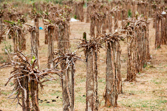 Gần nghìn ha cây trồng ở Bình Thuận kêu cứu vì thiếu nước