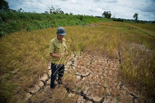 Thủ tướng: Tập trung bảo đảm cấp nước sinh hoạt cho người dân Đồng bằng sông Cửu Long