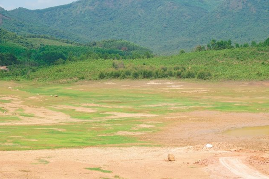 Thiếu nước, Bình Định dự kiến ngừng sản xuất gần 2.000ha vụ hè thu