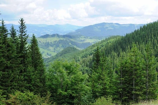 20 quốc gia thành viên EU kêu gọi sửa đổi Quy định chống phá rừng