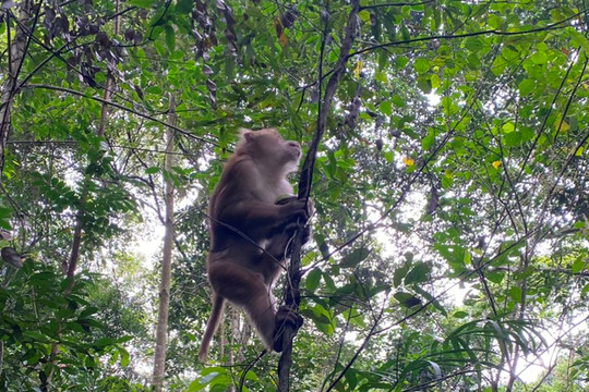 Bắc Giang: Thả cá thể khỉ đuôi lợn về môi trường tự nhiên