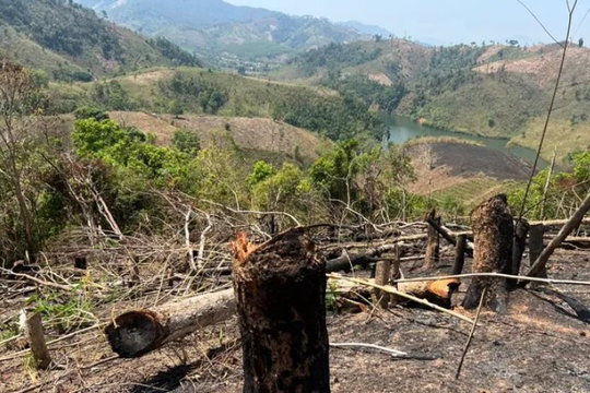 Vụ phá rừng quy mô lớn ở Kon Tum: Khởi tố 5 đối tượng

