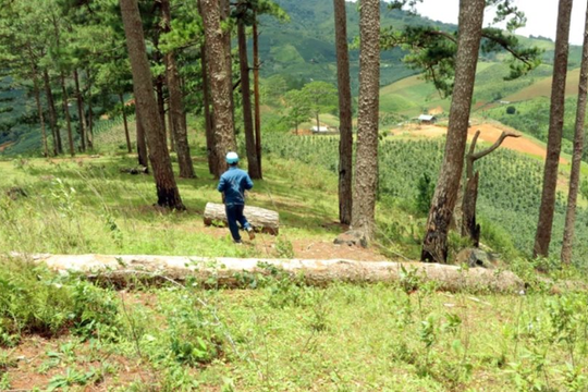 Lâm Đồng: Yêu cầu Công ty Hoàng Châu khắc phục loạt sai phạm tại Dự án khu du lịch tại Vườn Quốc gia Bidoup – Núi Bà
