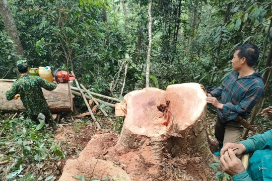Bắt quả tang nhóm đối tượng khai thác gỗ trái phép ở Thanh Hóa
