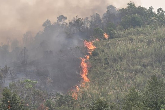Cháy rừng tại Lai Châu nghi do người dân đốt tổ ong