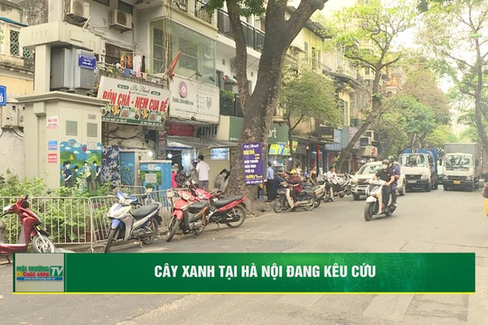 [VIDEO] Cây xanh tại Hà Nội đang kêu cứu
