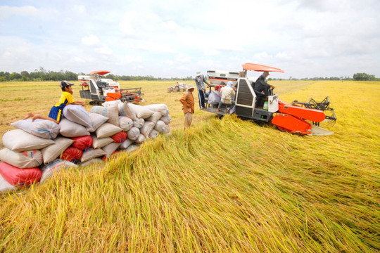 Giá lúa gạo ở khu vực Đồng bằng sông Cửu Long tăng