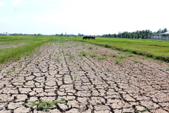 Hạn hán, thiếu nước khiến 20.090 ha diện tích sản xuất nông nghiệp bị ảnh hưởng
