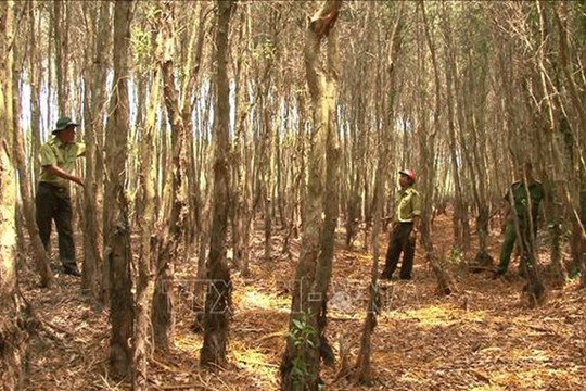 Đồng Tháp: Diễn tập chữa cháy rừng tại rừng tràm Gáo Giồng