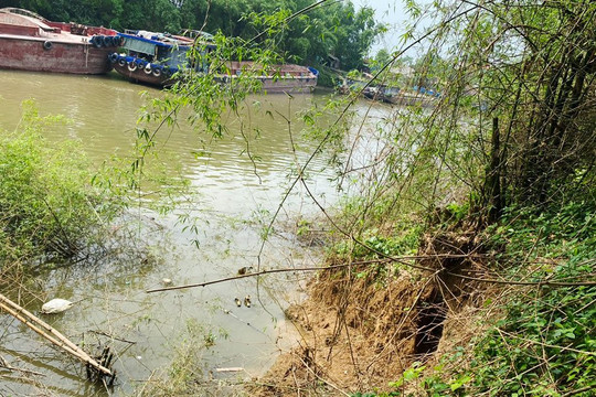 Bắc Giang: Huyện Lạng Giang khẩn trương xử lý sự cố sạt lở bãi sông xã Dương Đức