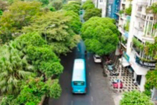 TP. Hồ Chí Minh sẽ thay thế 650 cây xanh mất an toàn trước mùa mưa năm 2024