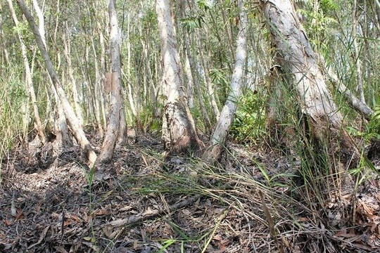Gần 31.000 ha rừng tràm Cà Mau đang báo động đỏ