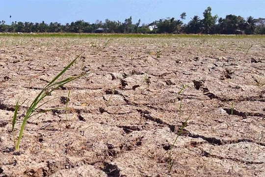 34.000ha cây trồng ở Trung Bộ có nguy cơ bị ảnh hưởng của hạn hán, thiếu nước trong vụ Hè Thu