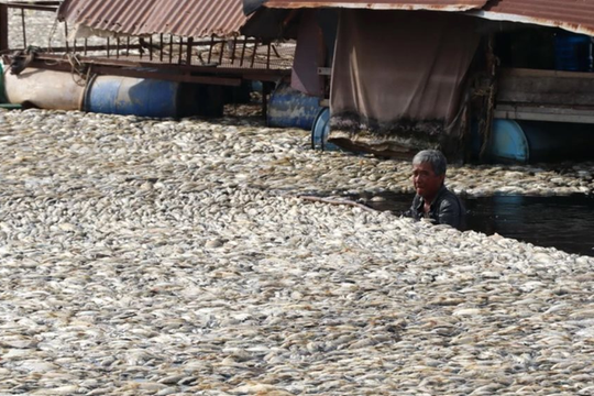 Đồng Nai: Tìm ra nguyên nhân khiến hàng trăm tấn cá nuôi chết ở hồ Sông Mây

