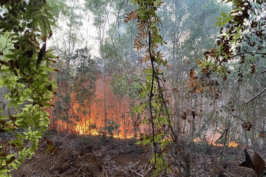 Hà Nội yêu cầu tăng cường công tác quản lý, bảo vệ rừng, phòng cháy, chữa cháy rừng