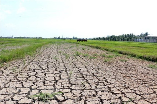 Hàng trăm ha lúa ở Sóc Trăng có nguy cơ thiệt hại hoàn toàn do hạn mặn