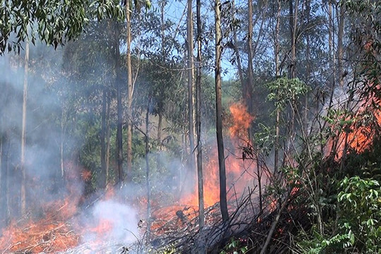 Quảng Ngãi: Tăng cường các biện pháp cấp bách phòng cháy, chữa cháy rừng
