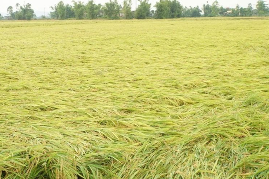 Hàng nghìn ha lúa tại miền Trung đổ rạp sau dông lớn
