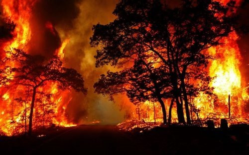 Bộ NN&PTNT chỉ ra nguyên nhân cháy rừng liên tục diễn ra trong 4 tháng đầu năm