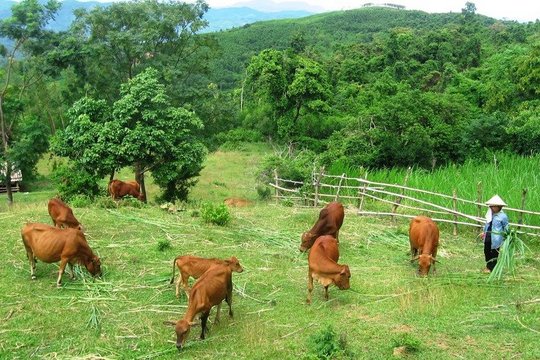 Thái Nguyên: Tập huấn các quy định về môi trường cho 80 chủ trang trại ở Phú Bình