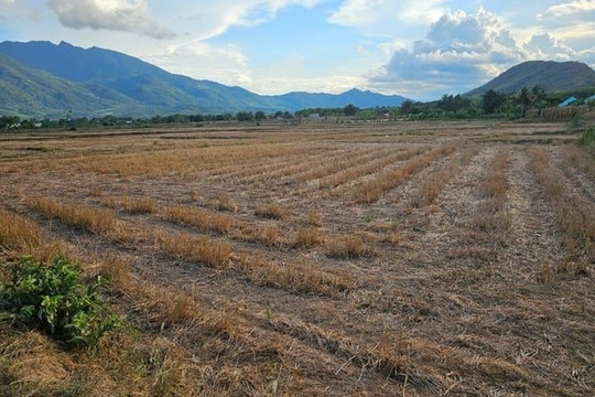 Khánh Hòa khoanh vùng thiếu nước để ngừng sản xuất nông nghiệp