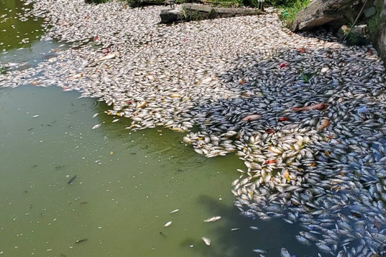Sở TN&MT tỉnh Bình Định thông tin về nguyên nhân khiến hàng tấn cá chết ở hồ sinh thái Bàu Sen