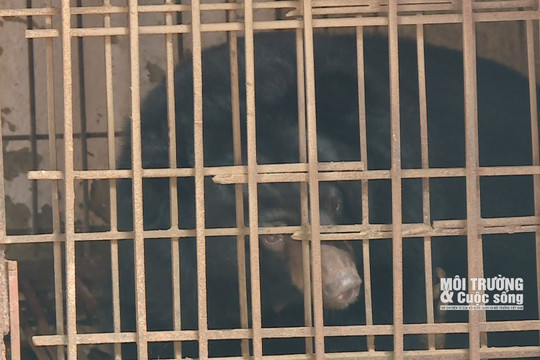 Hà Nội: Tiếp tục bàn giao tự nguyện gấu bị nuôi nhốt