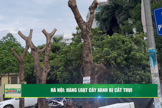 [VIDEO] Hàng loạt cây xanh tại Hà Nội chỉ còn cây, không còn “xanh” sau khi bị cắt trơ trụi
