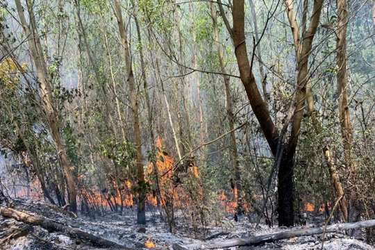 Khánh Hòa: UBND tỉnh chỉ đạo không để bùng phát lại đám cháy rừng keo ở Ninh Sơn