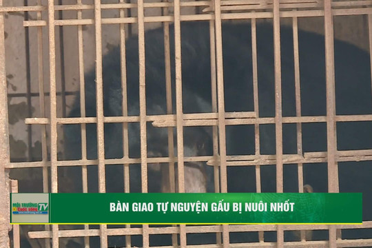 [VIDEO] Tiếp tục bàn giao tự nguyện gấu bị nuôi nhốt