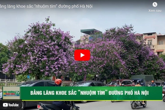 [VIDEO] Bằng lăng khoe sắc “nhuộm tím” đường phố Hà Nội