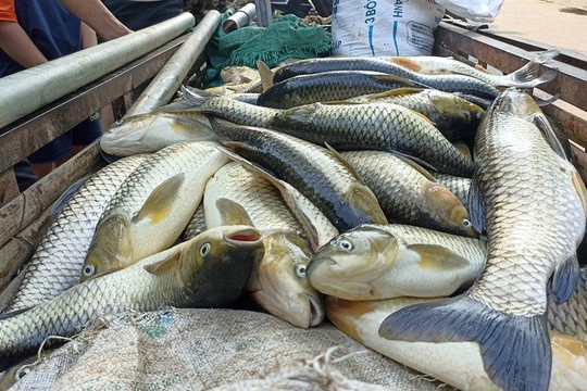Thanh Hóa: Truy tìm nguyên nhân khiến hàng tấn cá lồng chết trắng sông Mã