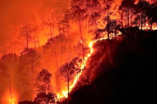 Gần 159.000ha rừng trên địa bàn tỉnh Quảng Ngãi có nguy cơ cháy cao
